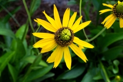 BTNEP_Sunflower