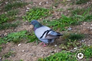 DDB_Thibodaux_Pigeon