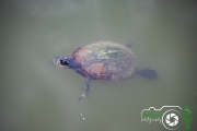 DDB_Thibodaux_TurtleSwimming
