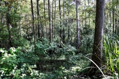 LockportElevated_HardwoodSwamp