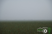 DDB_Fog_FoggyMorning