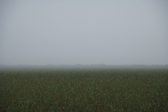 DDB_Fog_FoggyMorning