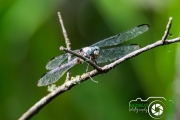 DDB_Dragonfly