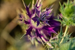 Thorny Purple Flower