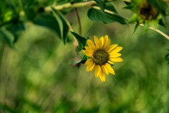 Yellow_Sunflower
