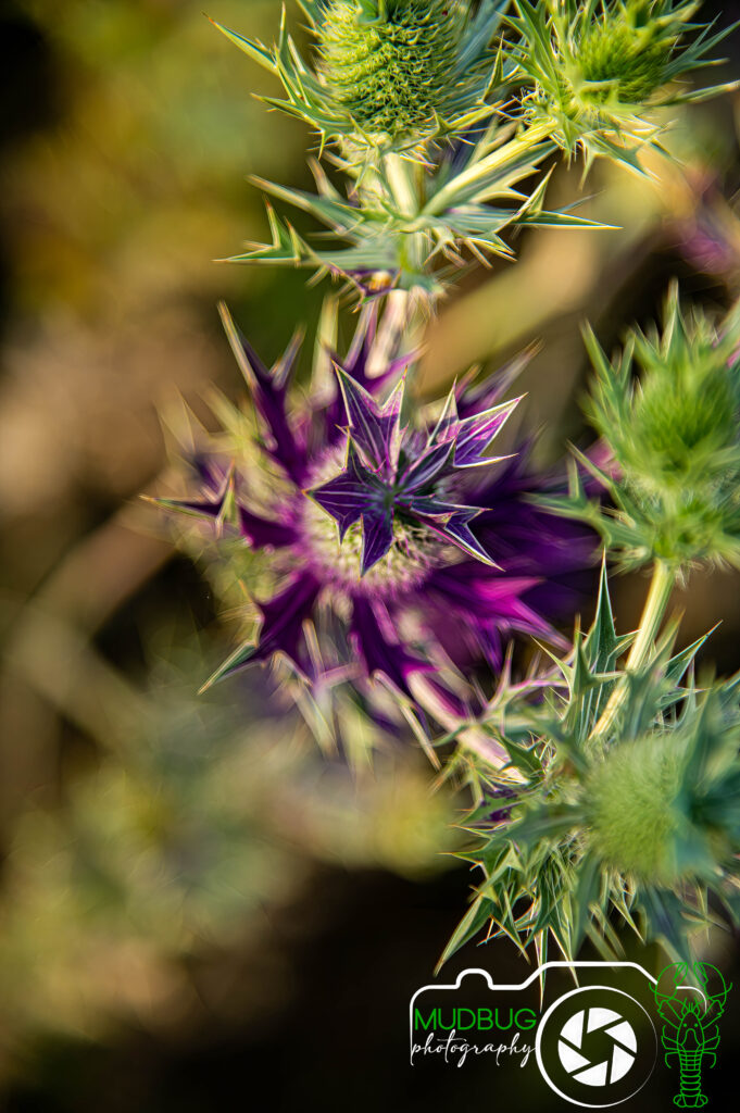 Acton Nature Center Purple Flower