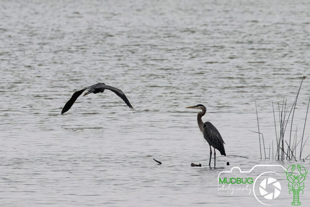 Great Blue Heron in flight, and another standing in Cedar Lake